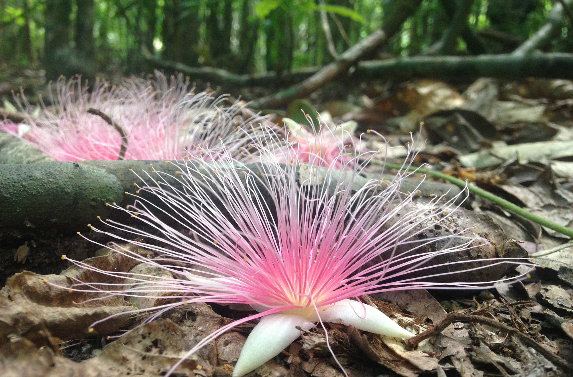 【季節限定】早朝サガリバナカヤックツアー開催中！